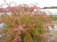 yukiyng001.jpg