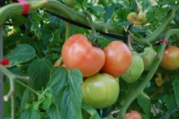 tomato001.jpg