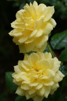 ROSE 086_R.jpg