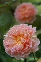 ROSE 096_R.jpg