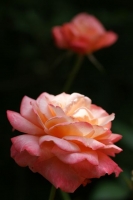 ROSE 101_R.jpg