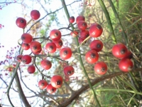 CA390510_R.jpg