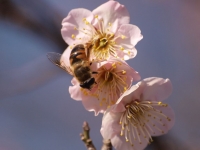 E520_UME 009_1024.jpg