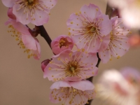 E520_UME 062_1024.jpg