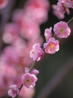 E520_UME 073_1024.jpg