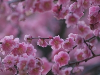 E520_UME 244_1024.jpg