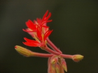 e520_flower 004_1024.jpg