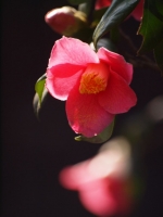 E620_FLOWERS 021_1024.jpg