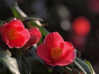 E620_FLOWERS 111_1024.jpg