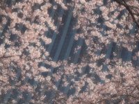 E620_SAKURA 116_1024.jpg