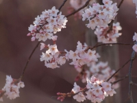 E620_SAKURA 039_1024.jpg
