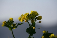 1IMG_0018-2.jpg