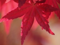 E620_MOMIJI 053_640.jpg