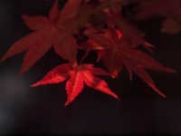 P4191850_1024.jpg
