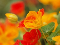 E620_FLOWERS_0711 156_1024.jpg