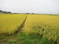 IMG_0858B.JPG