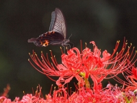 E620_HIGANBANA_FLOWERS 083_1024.jpg