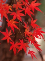 E520_KOYO_MOMIJI1912 081120091201_112615_1600.jpg