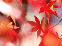 MOMIJI_2.jpg