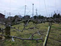 SH3D00590001.jpg