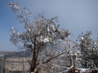 C2141640-2.jpg