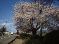 saku002.jpg