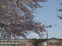 saku003.jpg