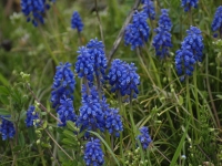 musu004.jpg
