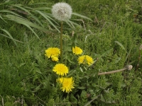 tanpp001.jpg