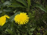 tanpp005.jpg