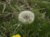 tanpp003.jpg