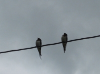 IMG_1056B.JPG