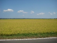 IMG_1341B.jpg