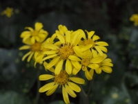 PB075688-12.jpg