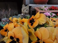 DSC00739-3.jpg