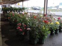 DSC01761-1.jpg