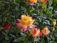 DSC01758-1.jpg
