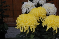 DSC_2760-2.jpg