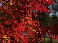 m005.jpg