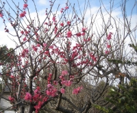 IMG_3201B.JPG
