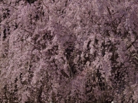 _4060907_1024.jpg