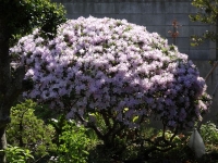 DSC00273_R.JPG