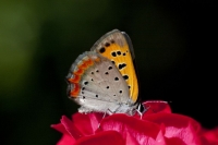 IMG_6778_1024.jpg