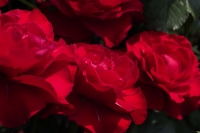 P710000404_1024.jpg