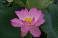 IMGP7407-2.jpg