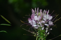 DSC_0757.jpg