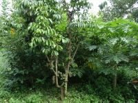 DSC08940_R.JPG