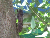 IMG_5822B.JPG