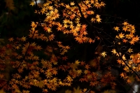 DSC02002_1280.jpg