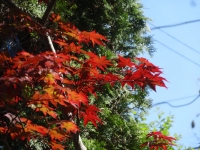 DSC00554-4.jpg